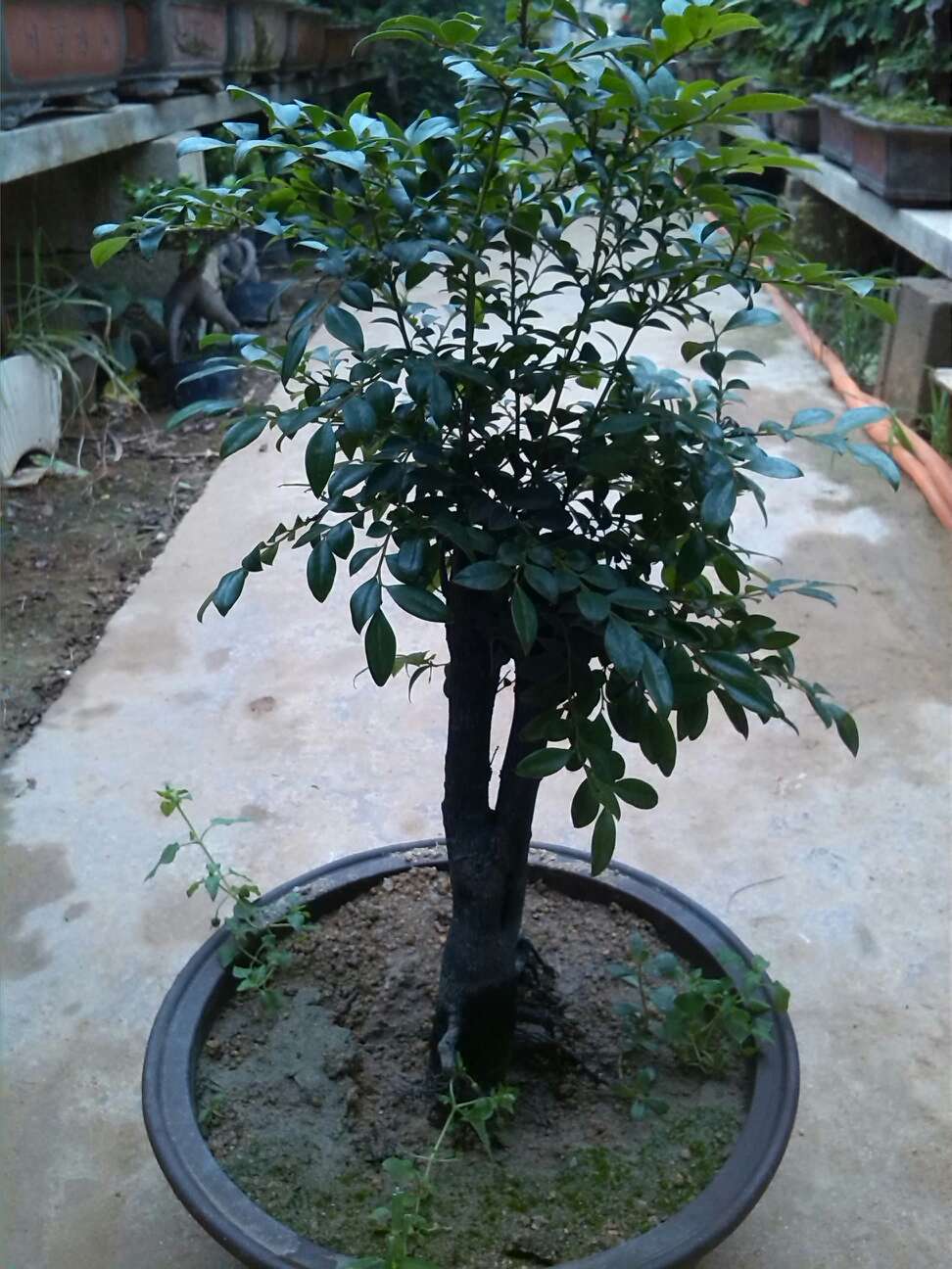 郑州年产手机有望再破亿 前10月已达9600万部-太阳成tyc7111cc(图1) tyc7111cc太阳成集团