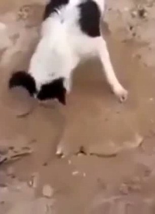 马鞍岭社区:党员夜巡队 群众利益守护者_太阳成tyc7111cc(图3) 太阳成tyc7111cc