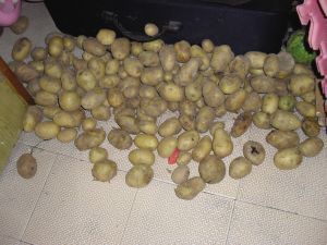 ‘太阳成tyc7111cc官网’徽州乡村慢步大会开幕 中俄德等8国千名选手参赛(图2) 太阳成tyc7111cc